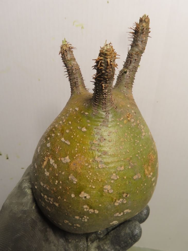 ユ塊根植物パキポディウム グラキリス 抜き苗最新