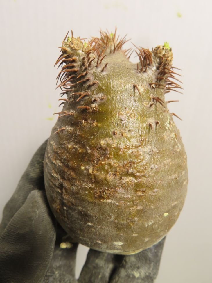 ユ 塊根植物パキポディウム グラキリス L 抜き苗最新