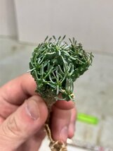 ヤ1015 「塊根植物」ユーフォルビア　ラミグランス 抜き苗【10/9最新到着・多肉植物・Euphorbia ramiglans】_画像9