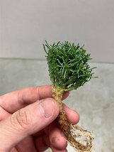 ヤ1013 「塊根植物」ユーフォルビア　ラミグランス 抜き苗【10/9最新到着・多肉植物・Euphorbia ramiglans】_画像6