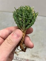 ユ8973「塊根植物」ユーフォルビア　ラミグランス 抜き苗【10/9最新到着・多肉植物・Euphorbia ramiglans】_画像1