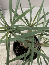 ラ3095 「観葉植物」 セネシオ・クレイニア ”モンキーツリー”【発根・Senecio kleinia・葉落ち可能性】_画像7