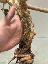 ル5001 「実生」コミフォラ ブレビカリックス ベゾルム 抜き苗【畑に地植え株・Commiphora brevicalyx var. Vezorum・枝切版・塊根植物】_画像5