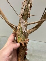 ル5000 「実生」コミフォラ ブレビカリックス ベゾルム 抜き苗【畑に地植え株・Commiphora brevicalyx var. Vezorum・枝切版・塊根植物】_画像7