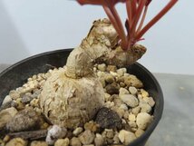 モ6653 「多肉植物」ユーフォルビア ラバティ レッドリーフ 植え【発芽・未発根・Euphorbia labatii f. 'RedLeaf'・マダガスカル】_画像8