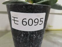 モ6095 「実生」アロエ パキダクティロス【多肉植物・アロエ・種から発芽！Aloe pachydactylos】_画像4