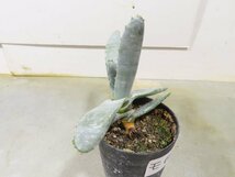 モ6095 「実生」アロエ パキダクティロス【多肉植物・アロエ・種から発芽！Aloe pachydactylos】_画像3