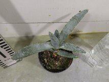 モ6095 「実生」アロエ パキダクティロス【多肉植物・アロエ・種から発芽！Aloe pachydactylos】_画像6