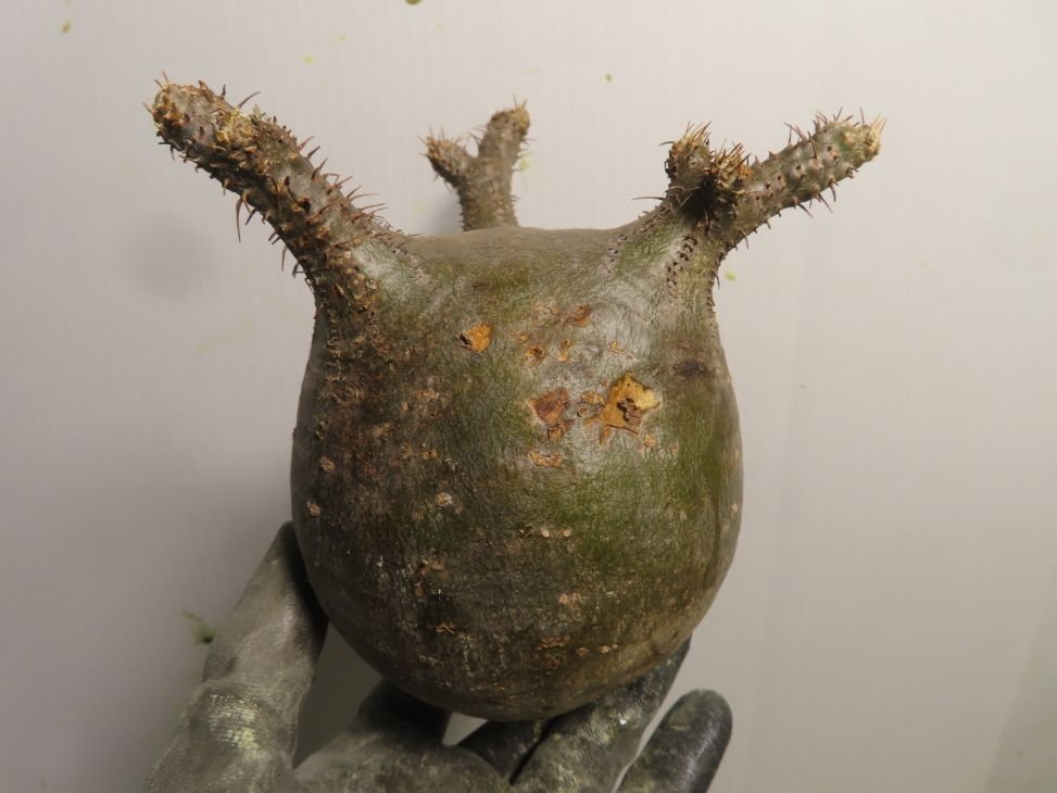 ユ塊根植物パキポディウム グラキリス 抜き苗最新