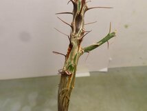 ラ2476 「実生」フォークイエリア マクドガリー 抜き苗【最新到着・多肉植物・Fouquieria macdougalii・塊根植物】_画像1