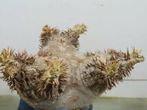 レ0277 「塊根植物」パキポディウム　ホロンベンセ 抜き苗【10/30最新到着・Pachypodium horombense・根切り画像要確認】_画像9