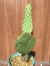 オプンチア リングイフォルミス 火焔団扇 火炎太鼓 フィールドナンバー？付き Opuntia linguiformis JL1798 輸入種子 実生自根苗 実根_画像5