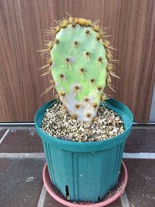 オプンチア エンゲルマニー ‘ゴメイ’ 紅武扇 赤花金武扇 Opuntia engelmannii ‘Gomei’ Red-flower 挿し木 自根