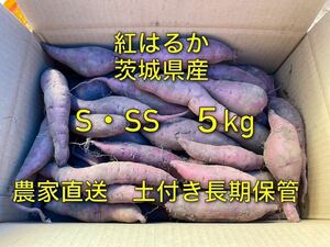 土付き　紅はるか　べにはるか　S・SSサイズ(50〜200g)　5kg さつまいも 茨城県産　5キロ　長期保管向け　追熟　熟成向き