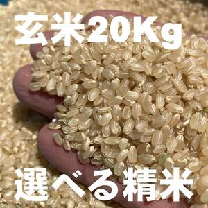 【即購入可 / 全国送料無料 / 匿名配送】 正味 20Kg 令和4年 玄米 選べる精米７段階 ⇒ 無洗米 上白米 分づき米 冷蔵保管 お米 徳島産 /