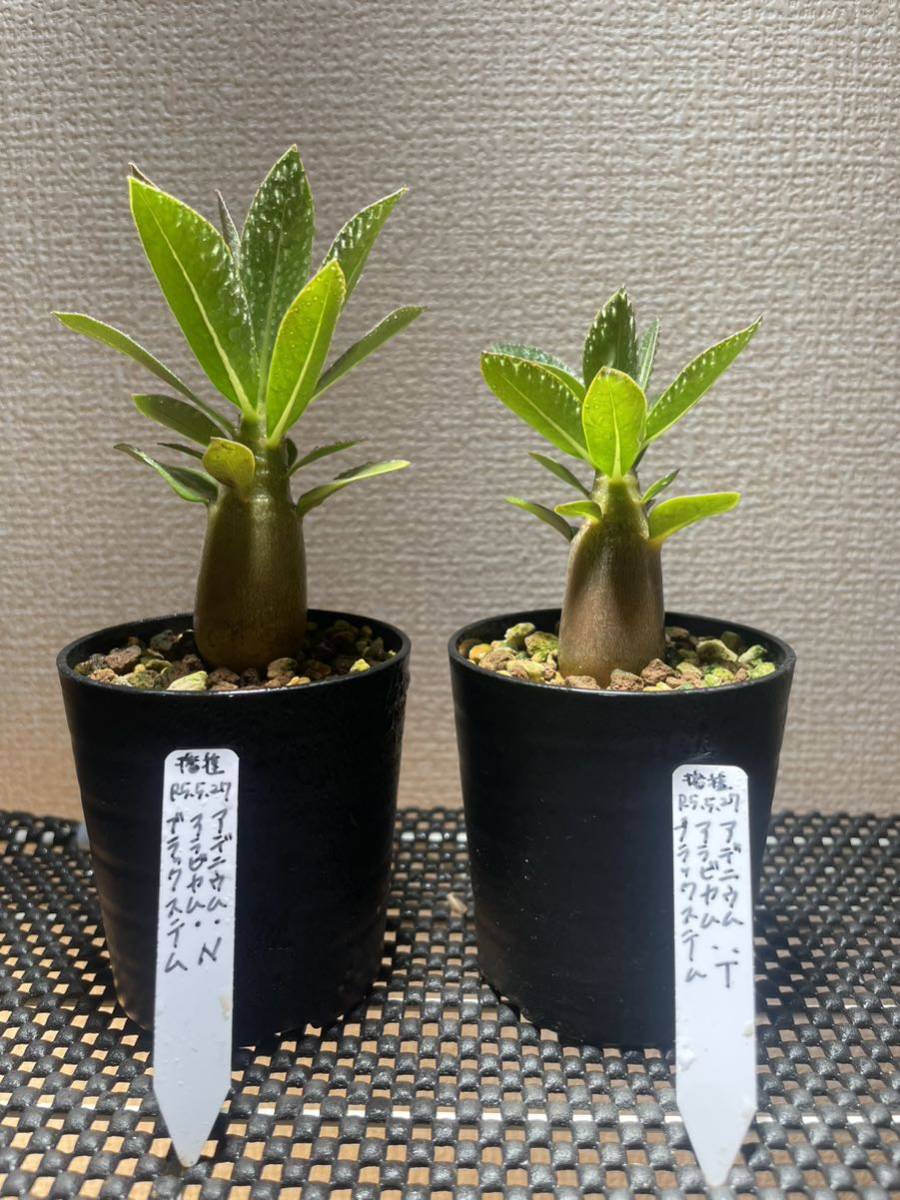 塊根植物 アデニウム 日本代购