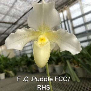 洋蘭　パフィオ　Paph Paphiopedilum F、C、Puddle FCC/RHS