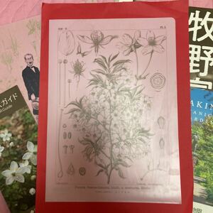 牧野富太郎画クリアファイル「やまざくら」A4版、高知県立牧野植物園リーフレット、スタンプラリー、QRガイドリーフレットほか計8点