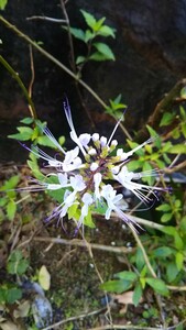 Кумисукичин Неко -Не -Би растительные травяные белые цветы