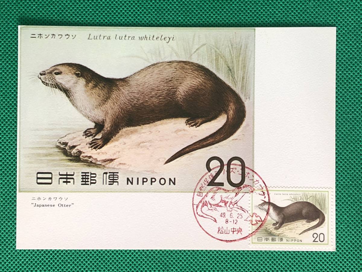 激レア! ツメナシカワウソ 老成個体 頭骨-