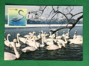 004655) 水辺の鳥 第4集 オオハクチョウ 日本郵趣協会 マキシマムカード MC 初日 ポスクロ