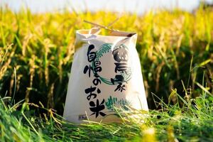新米　農家直送　令和5年産　北海道　安田農場産 一等米　ななつぼし10kg玄米