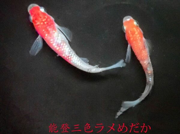 1 能登で大切に育てた３色ラメメダカの有精卵20個です。 