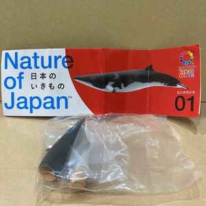 Nature of Japan 日本のいきもの　　01.ミンククジラ　奇譚クラブ