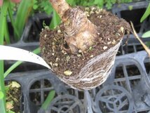 ネリネの球根苗　『シンデレラ』　白花　ポット植え状態　１球　ダイヤモンドリリー_画像5