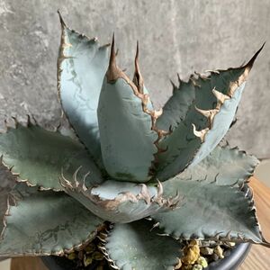 【F7056】SS級極上発根株！！【極上US産！！】特選！アガベ チタノタ ライオンズメーン Agave titanota