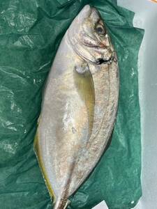  natural high class sima scad ..1-1.2kg..... sashimi salt roasting Tang .. Chinese manner soup 