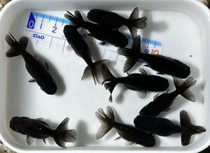 ◎黒らんちゅう・当歳魚・約4.5～5㎝・10匹◎1030