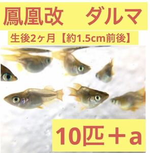 沖ちゃんメダカ【送料無料】メダカ　鳳凰改　ほうおう　ダルマ　ラメ ゴールド　ゴールデン　　稚魚　ヒカリ体型 10匹　2ヶ月