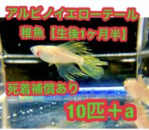 沖ちゃんメダカ【送料無料】アルビノ因子　イエローテール　セイコー　　めだか　ロングフィン　ヒレ長　稚魚 10匹　幼魚　1センチ前後_画像1