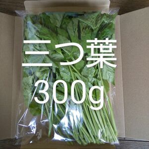 ミツバ　約300g　新鮮　農薬不使用　天然物