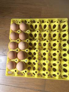 ニワトリ　鶏　 10個 有精卵 卵　食用