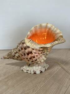 Art hand Auction (3082) Conch shell, giant clam, lighting, table lamp, handmade, rare item, illumination, Table lamp, Table stand