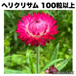 ヘリクリサム　ムギワラギク　帝王貝細工　無農薬　種子　100粒以上