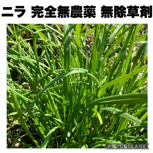 ニラ　完全無農薬　無除草剤　化学肥料無　40本