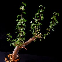 1円スタート ショップネームタグ付き 発根済み 洋盆栽 灌木 コミフォラ クア Commiphora kua 高さ47cm 希少 出葉済み_画像8