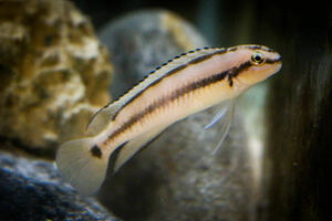 【タンガニィカ】テルマトクロミス・ビッタータス Telmatochromis vittatus タンガニィカ湖 アフリカンシクリッド