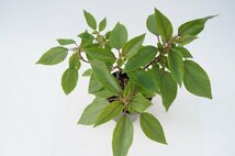 ★TO★ハワイのお茶の木　ママキ　Pipturus albidus　ピプトゥルス・アルビドゥス　有用植物　観葉植物　4号ポット苗　現品　80サイズ_画像2