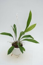 ★TO★原種アンスリウム・グラキレ　Anthurium gracile　グラシレ　観葉植物　赤い実が付き美しい　4号プラ鉢植え　現品　100サイズ　　_画像6