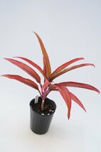 ★TO★ハワイのティーリーフ　ジミー ノーブル　Cordyline ’Jimmy Noble’　コルディリネ　ドラセナ　観葉植物　3.5号ポット苗　100サイズ_画像6