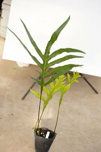 ★TO★ハワイでラウアエと呼ばれ親しまれているシダ植物　オキナワウラボシ Phymatosorus scolopendria 観葉植物 4.5号ポット苗　140サイズ