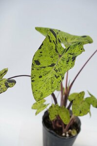 ★TO★コロカシアの珍品種　モヒート　Colocasia esculenta ‘Mojito' 　カラーリーフ　観葉植物　アロイド　5号ポット苗　大株　120サイズ