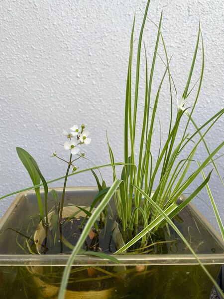 シラサギカヤツリ抜き苗 3本、ナガバオモダカ 1株 無農薬セット