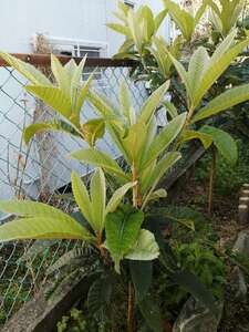 大注目：苗木 果樹 ★ 成熟した枇杷・びわ・ビワの苗 高さ大きさ 50cm～100cm ★ 生きている植物