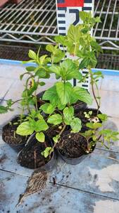 レターパックで到着早い。イエルバブエナ・モヒートミント苗5つ。モヒートの材料に。ベランダ菜園に。強いので栽培が簡単。ハーブ。