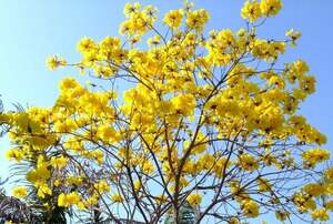 年末売り尽くし激安即決価格　来春の蕾あり　幸せの黄色い花　☆イペー☆　H2.5ｍ　2